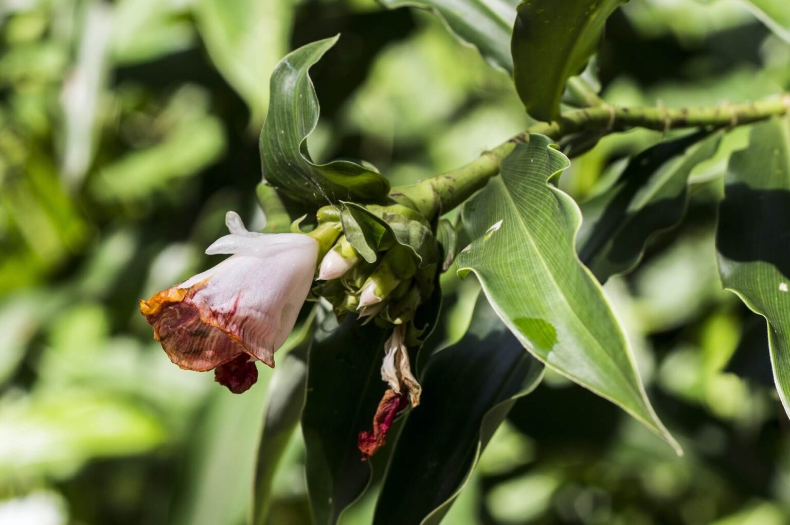 A flower that is experiencing the extreme heat and drought of Louisiana.