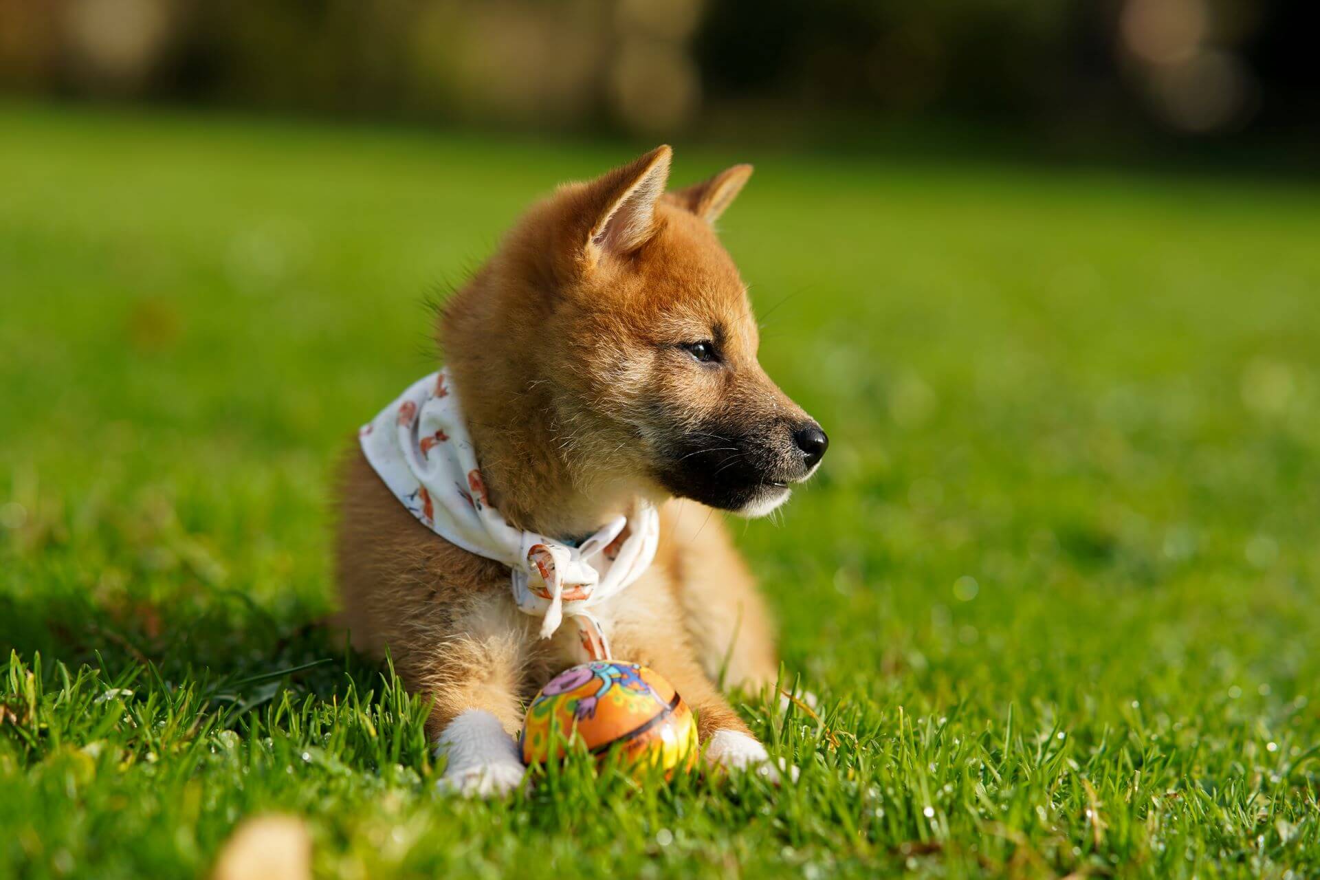A picture of a dog sitting with a ball, for the blog post, Is Artificial Turf Good for Dogs?