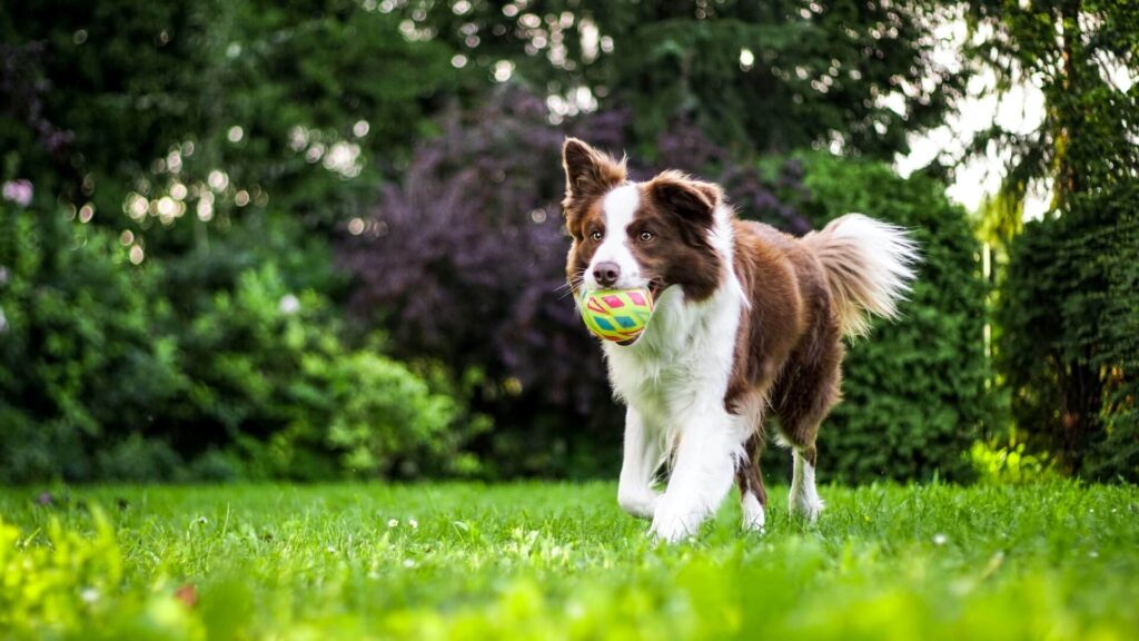 A picture of a dog running with a ball, for the blog post, Is Artificial Turf Good for Dogs?