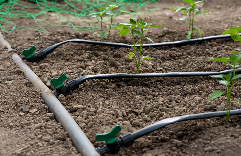 Close-up of a drip irrigation system watering young green plants in rows of soil, with black tubing and green valve handles visible. A green net is seen in the background.